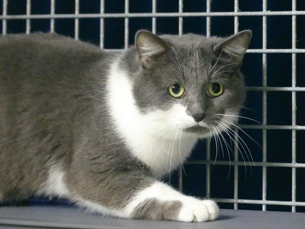 À l'adoption : Mango