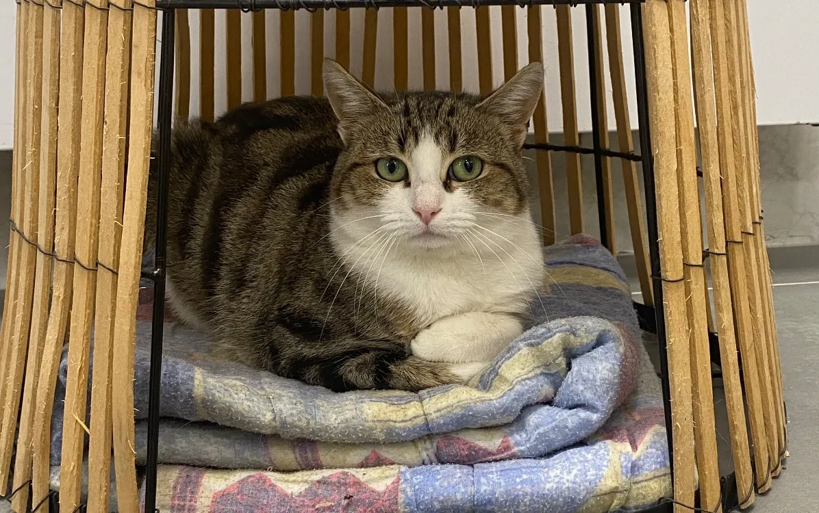 À l'adoption : Speedy