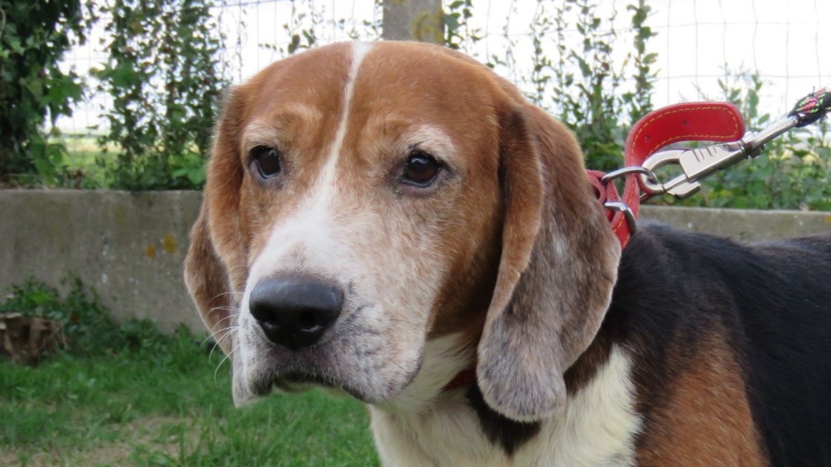 Adopter un Beagle - LA SPA