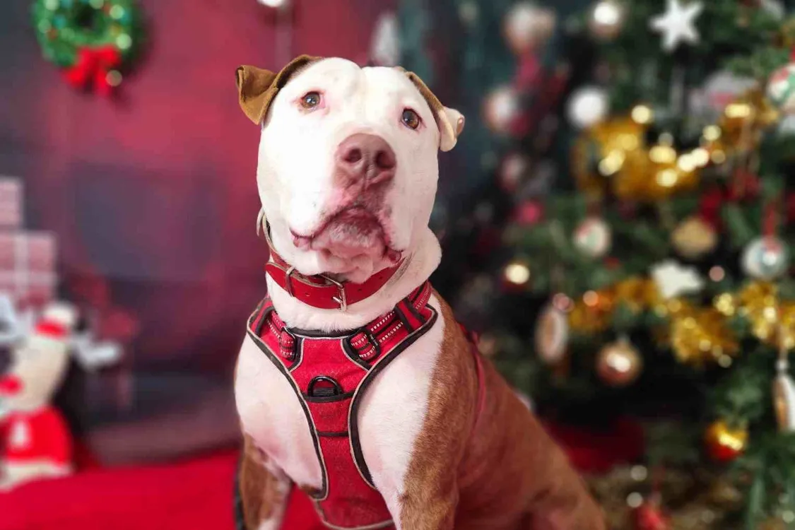 À l'adoption : Robert Vaa