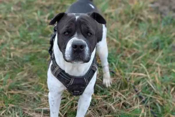 À l'adoption : Sam Vaa