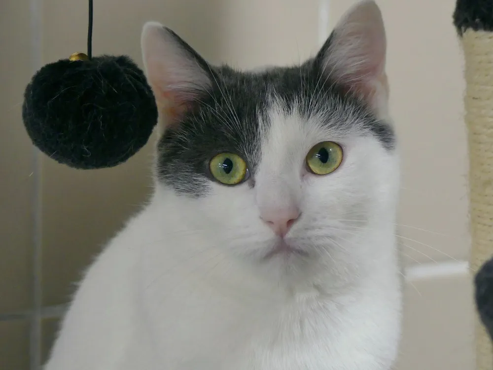 À l'adoption : Hei Hei