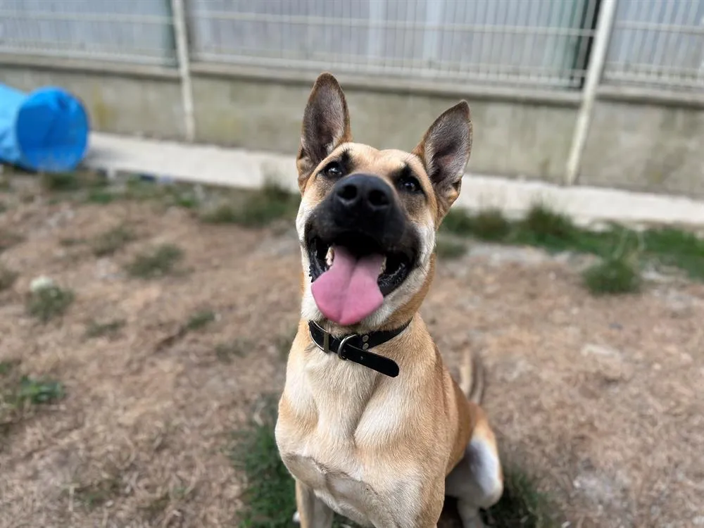 À l'adoption : Titan