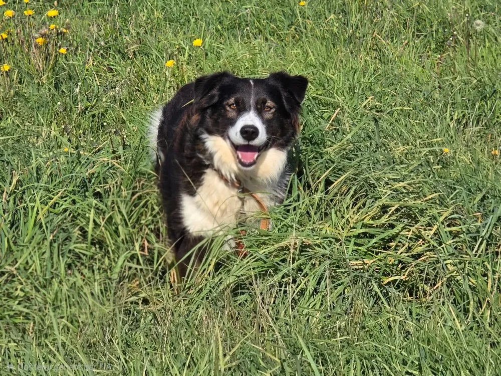 À l'adoption : Hope