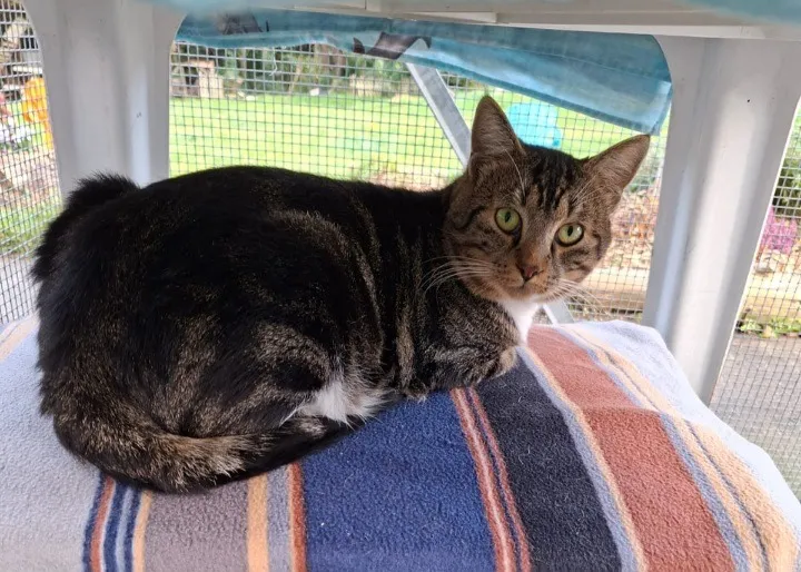 À l'adoption : Jacob