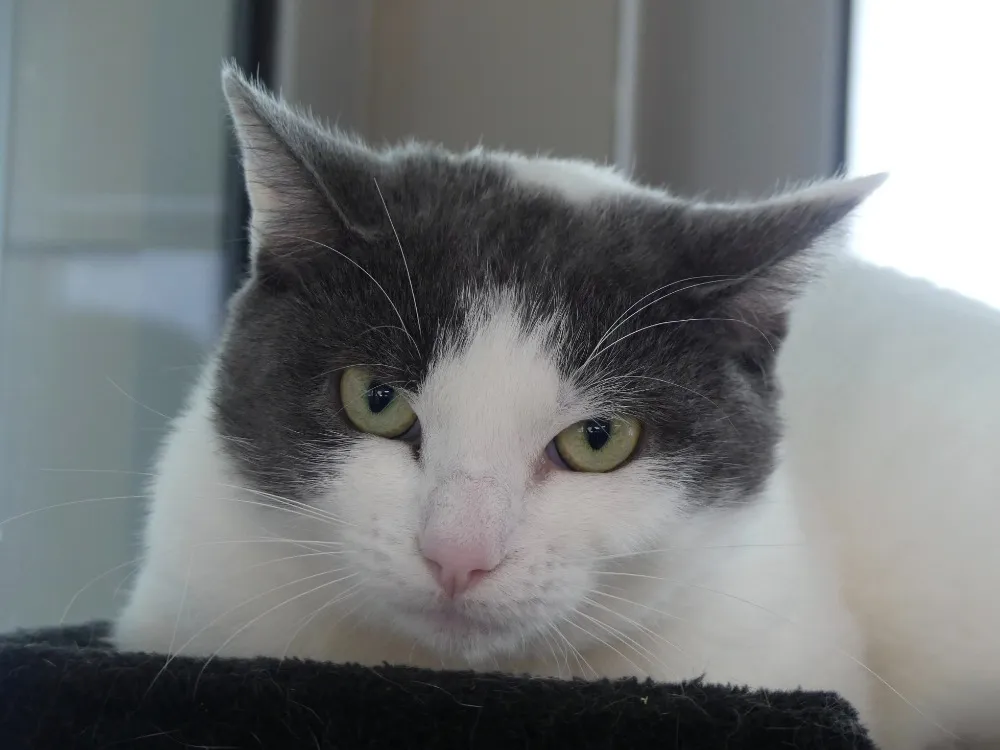 À l'adoption : Motunui