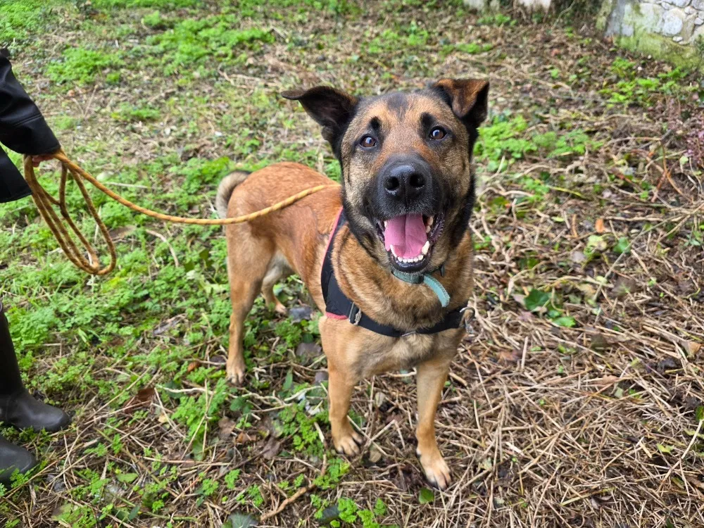 À l'adoption : Cupidon