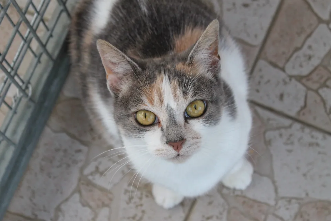 À l'adoption : Pimente