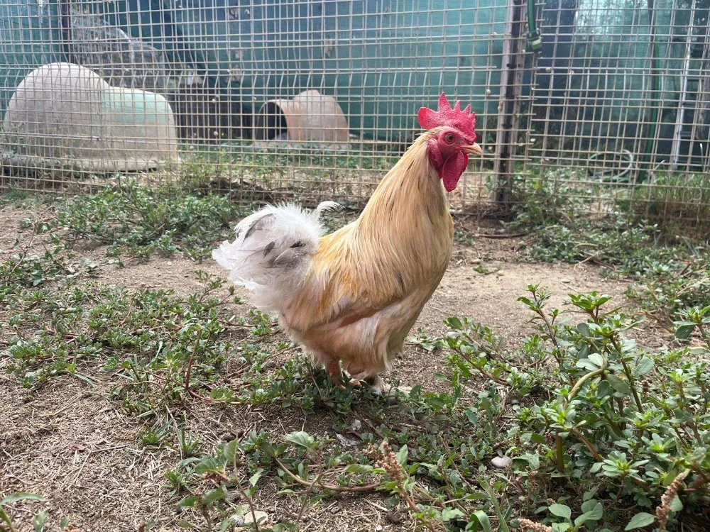 À l'adoption : Dalpinum