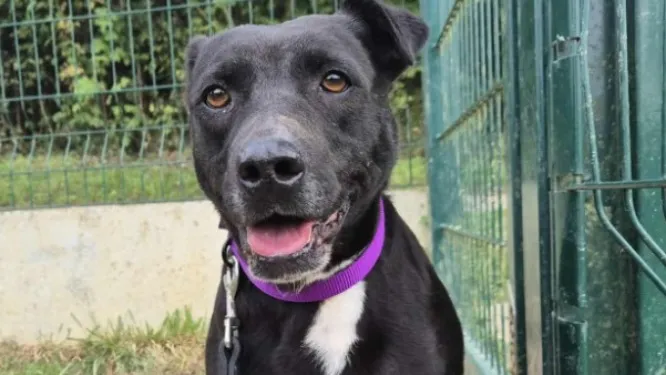 À l'adoption : Jenny