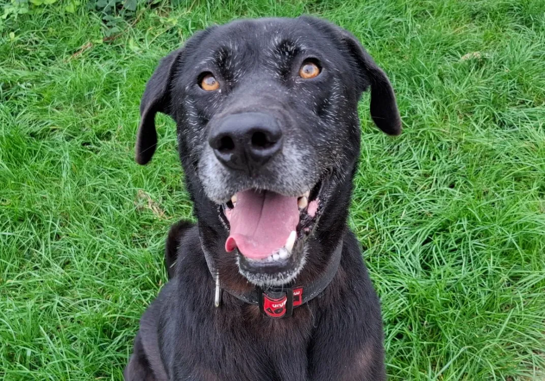 À l'adoption : Naya