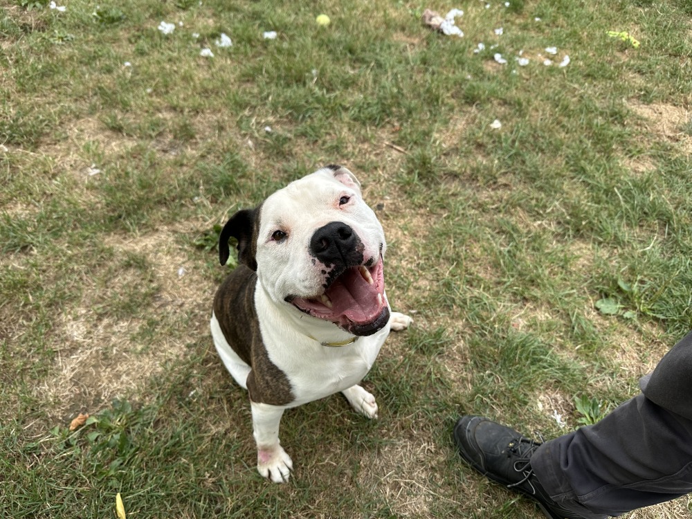 À l'adoption : Joey