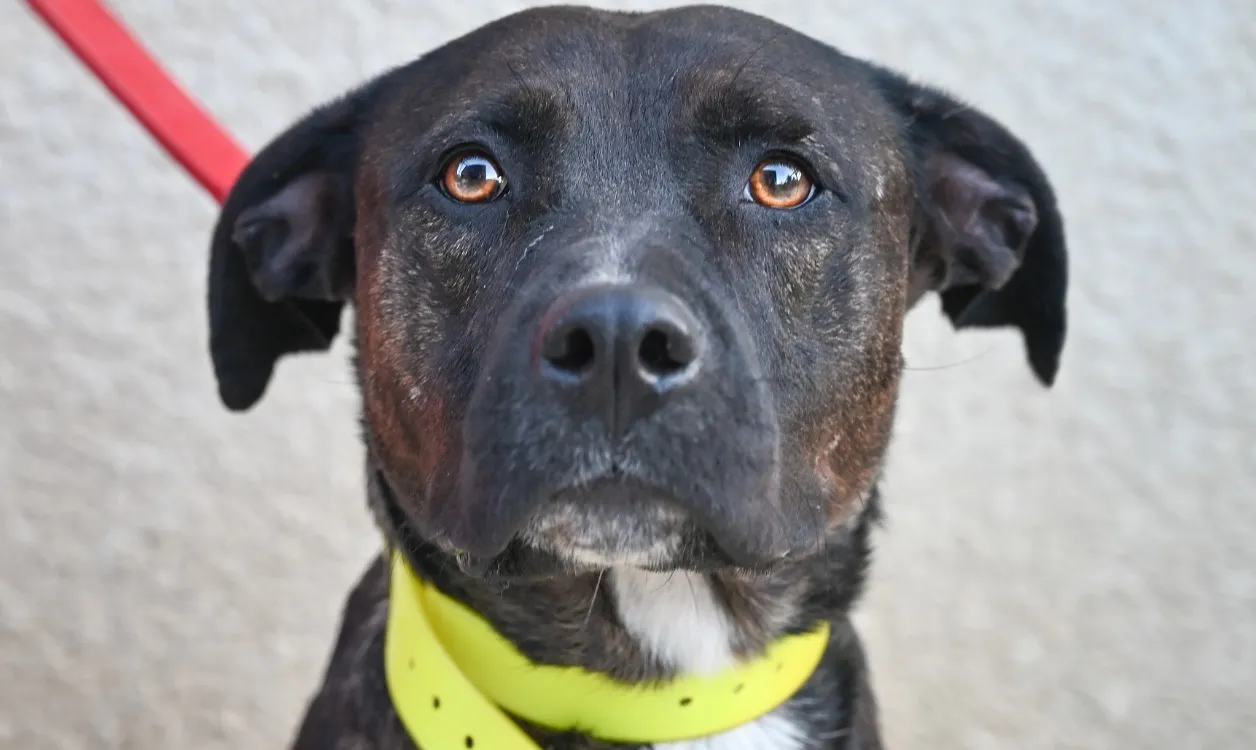 À l'adoption : Maya