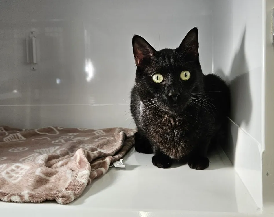 À l'adoption : Gaby