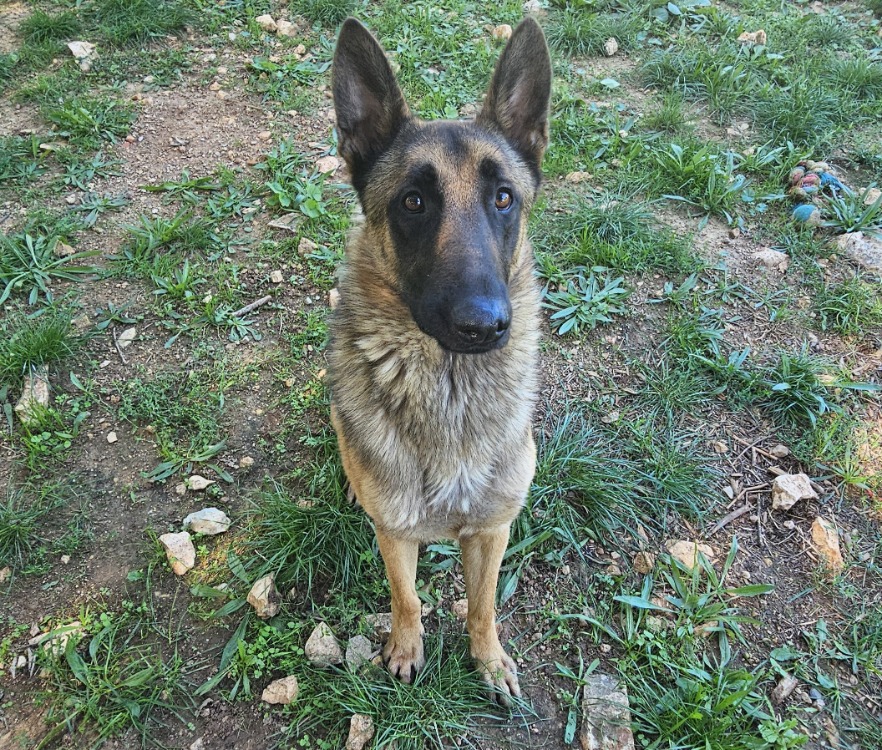 GINO