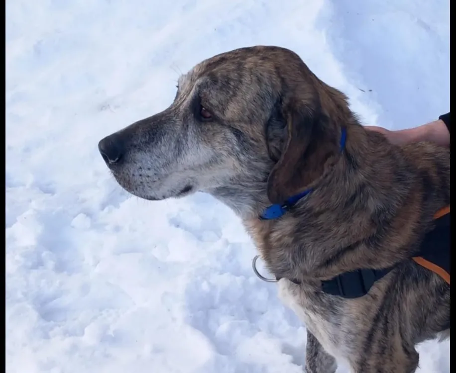 À l'adoption : Hutch Cn