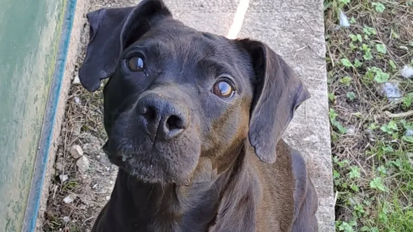 À l'adoption : Murphy