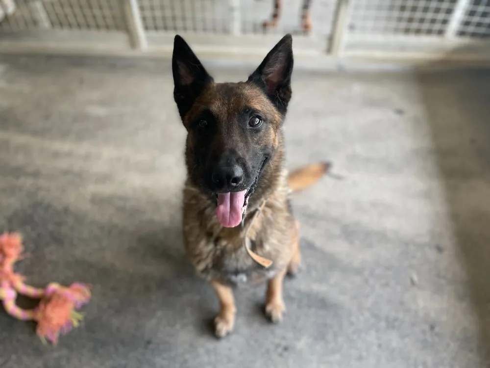 À l'adoption : Andor