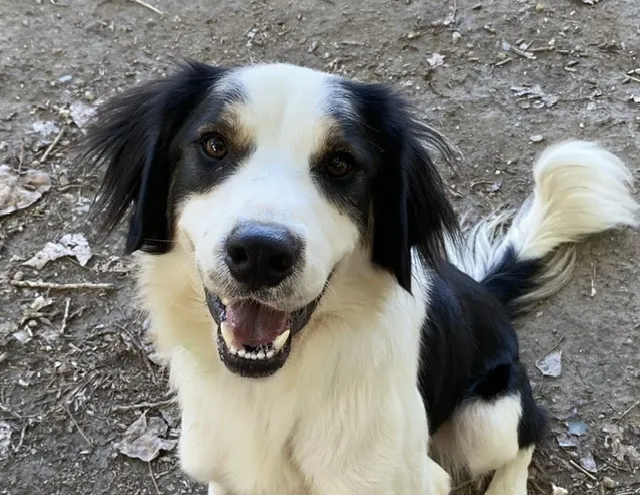 À l'adoption : Spyke