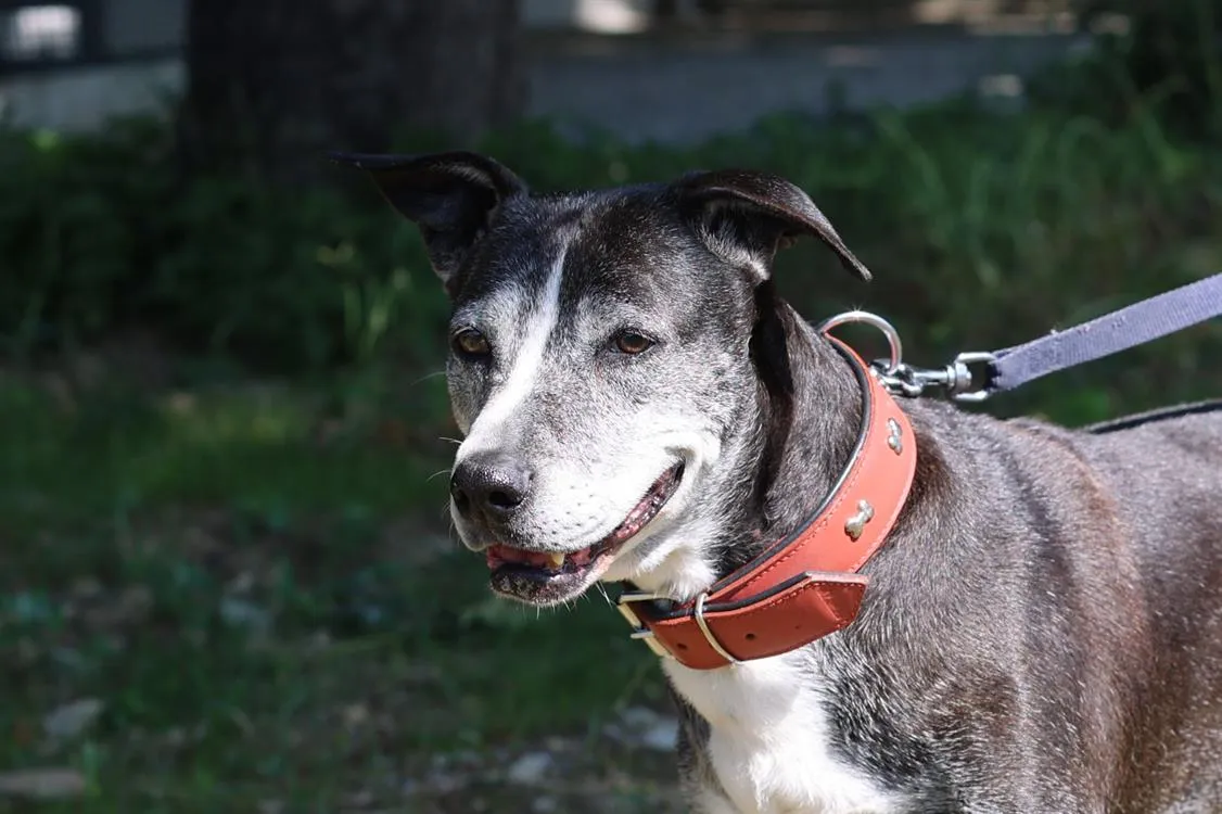 À l'adoption : Youzi