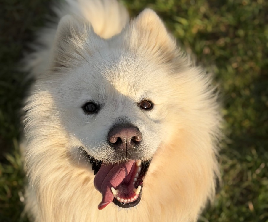 REX