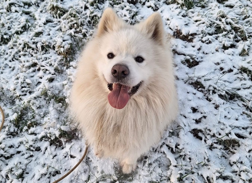 REX
