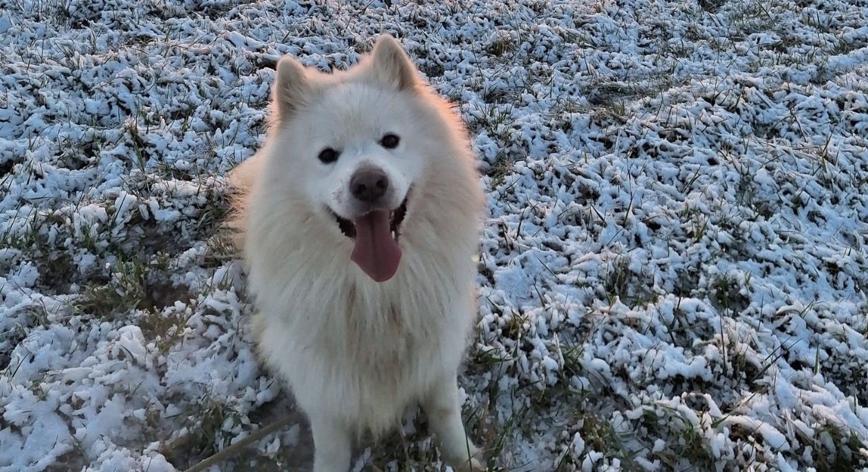REX
