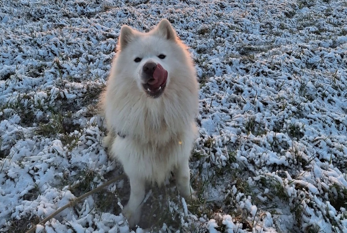 REX