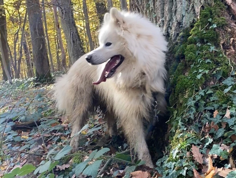 REX
