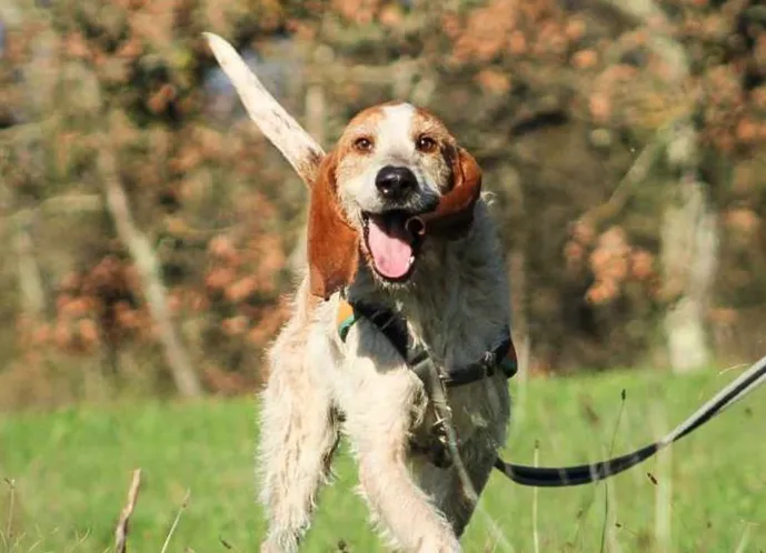 À l'adoption : Stranger