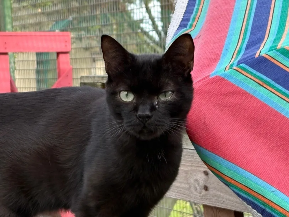 À l'adoption : Phoenyx