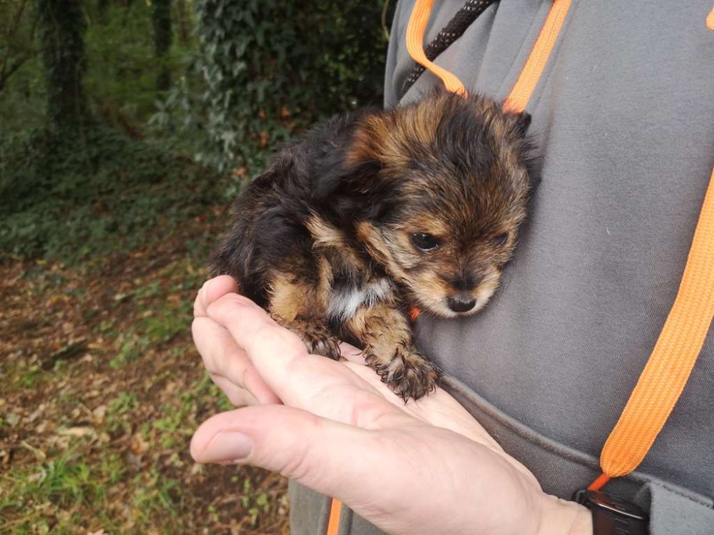 Yorkshire à adopter à la SPA