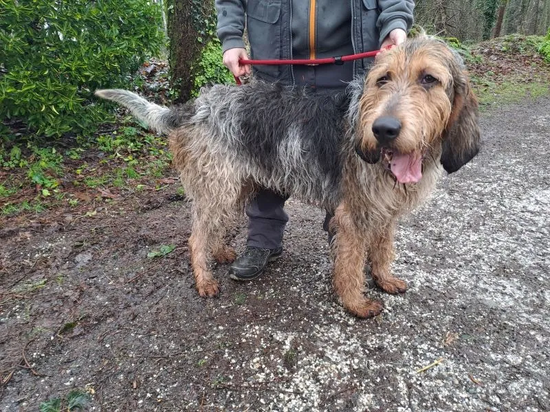 À l'adoption : Garou