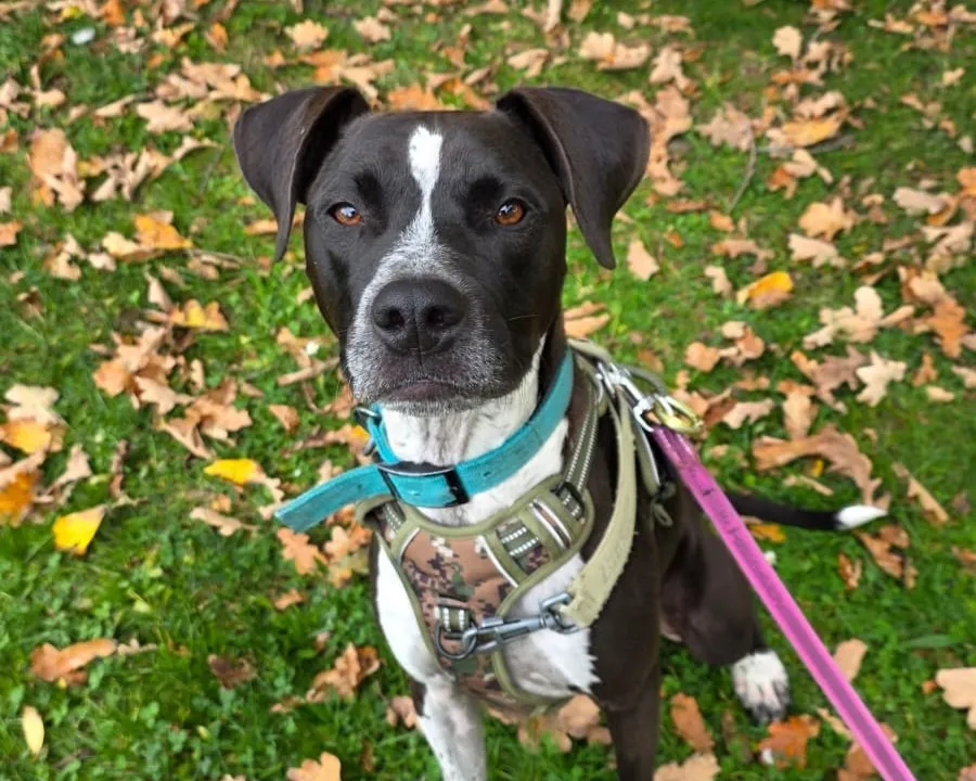 À l'adoption : Vasco