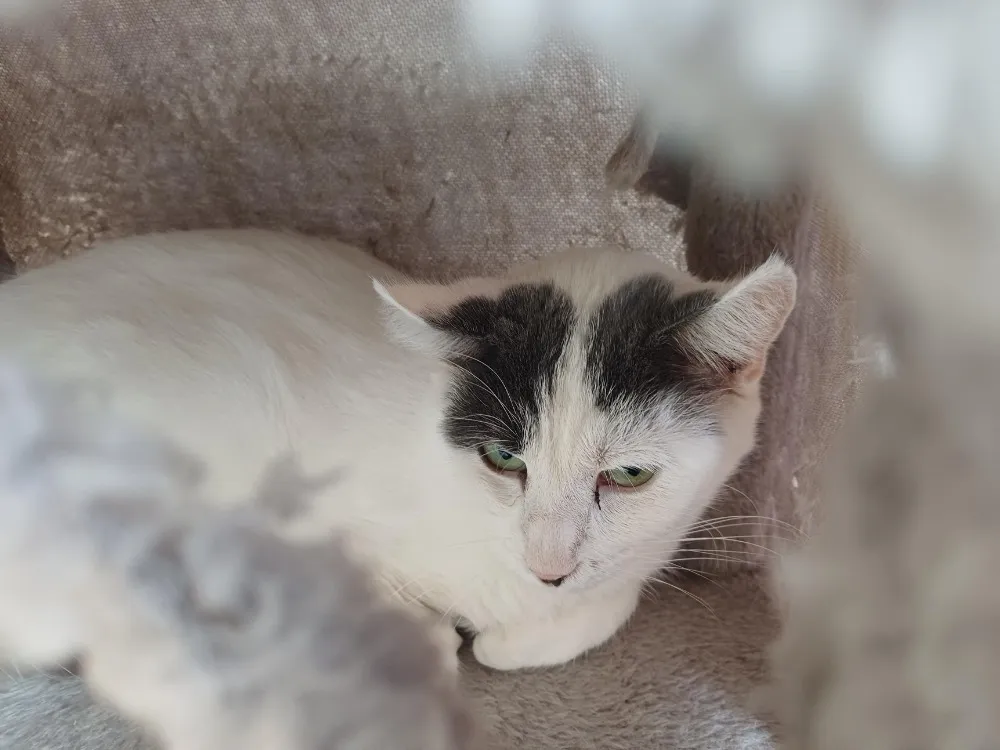 À l'adoption : Celeste     Ct