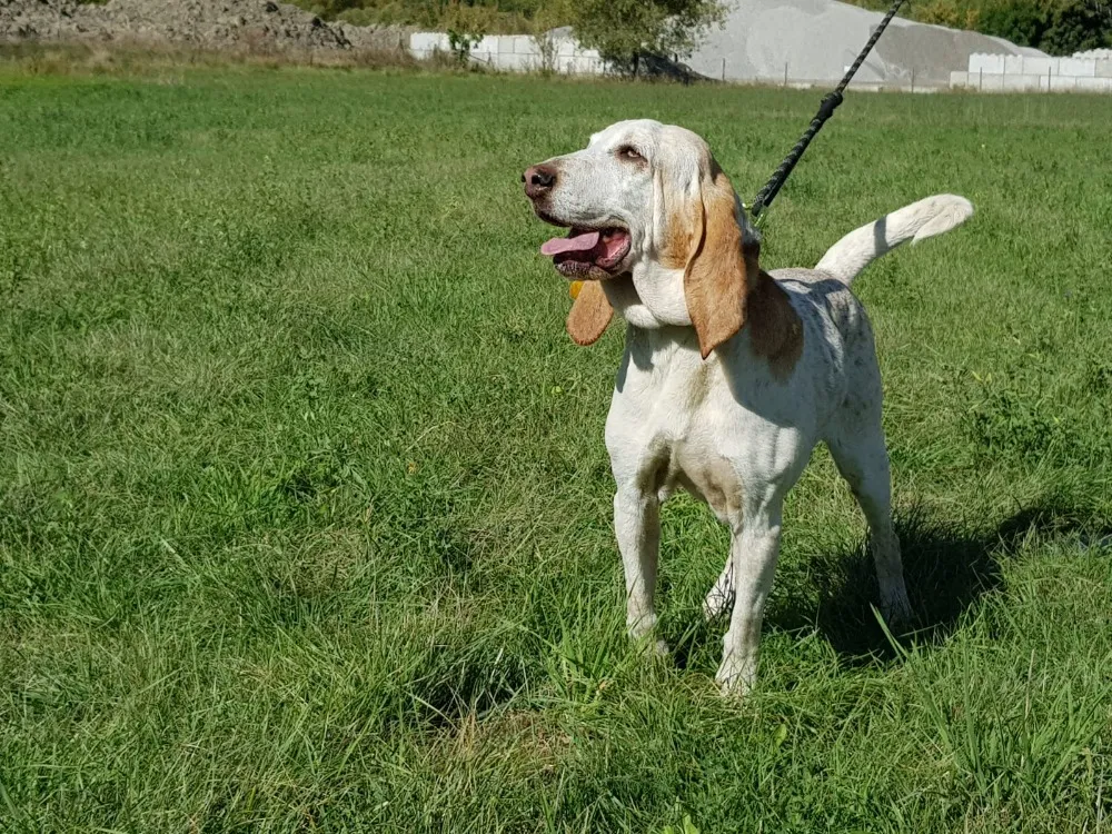 À l'adoption : Kandy