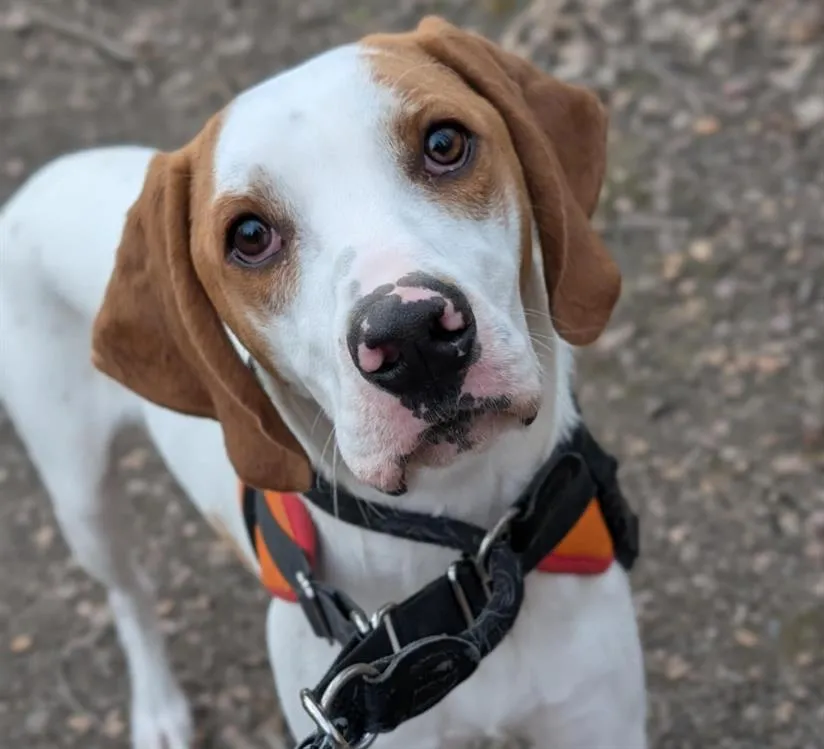 À l'adoption : Vicky