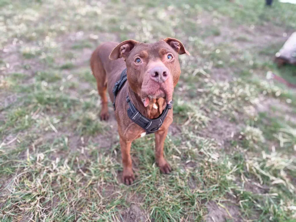 À l'adoption : Tayron Vaa