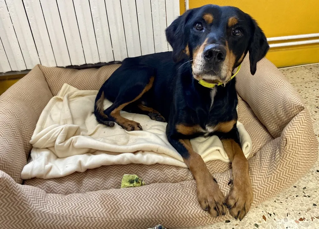 À l'adoption : Djinko