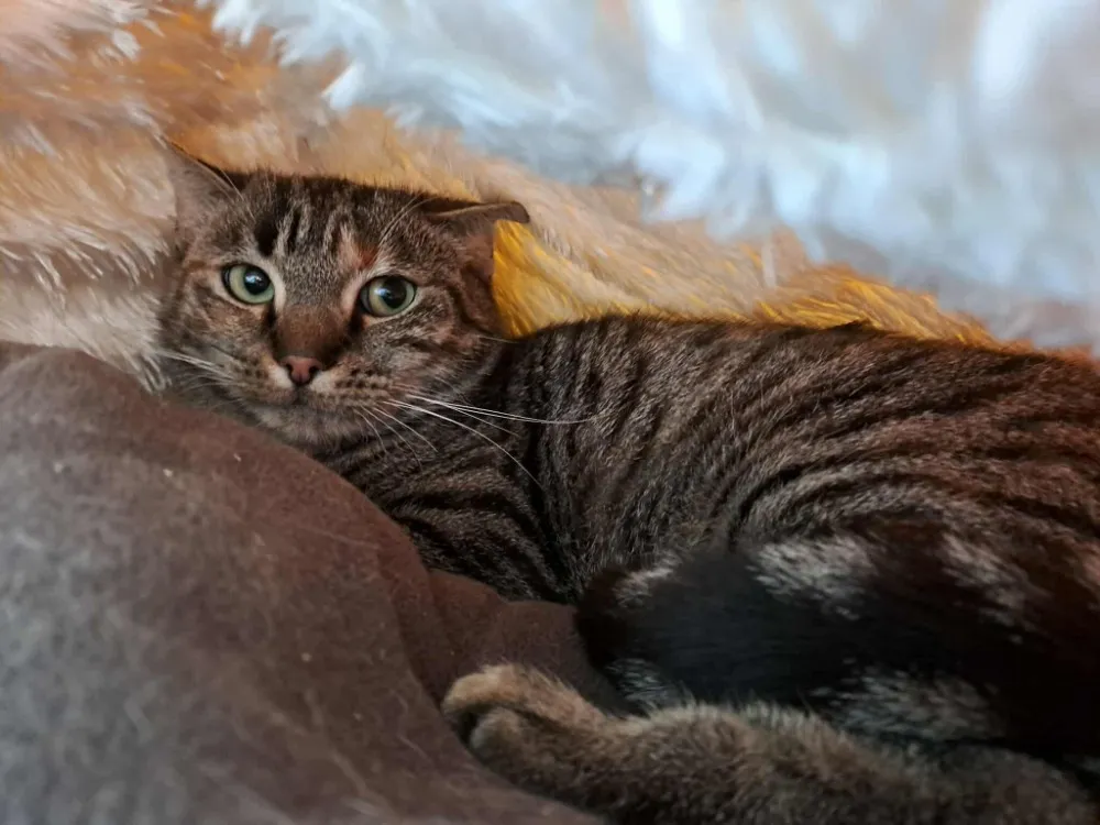 À l'adoption : Lizbeth Qct (J'Ai Trouvé Ma Famille)