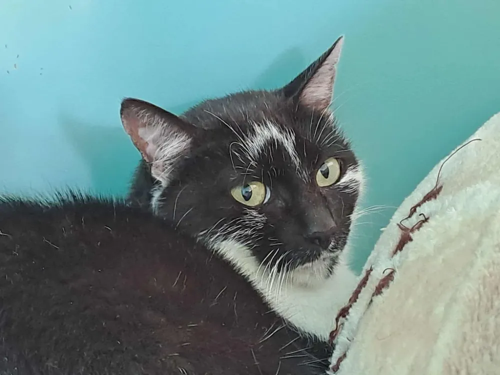 À l'adoption : Willie Qct