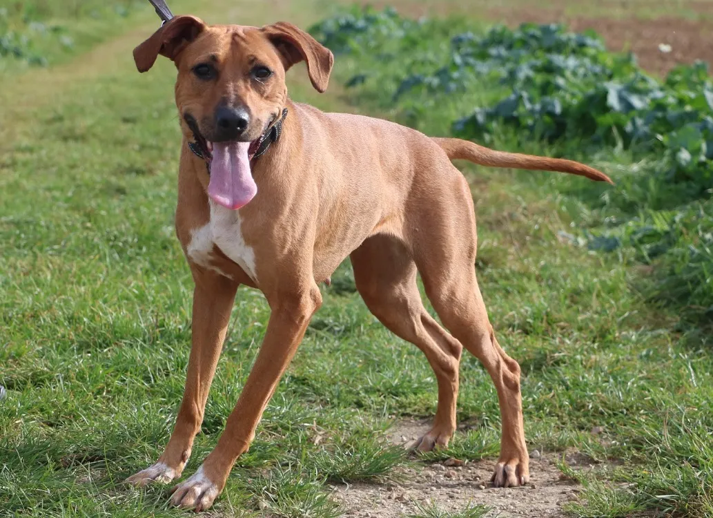 À l'adoption : Kayla Haa24636