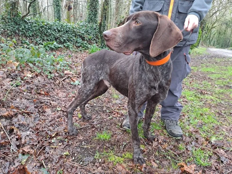 À l'adoption : Marcel