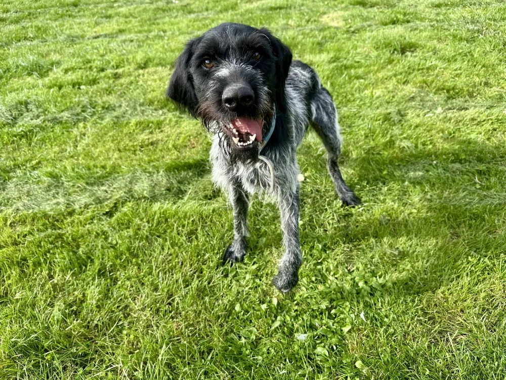 À l'adoption : Grimmy