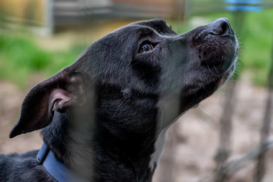 À l'adoption : Uber