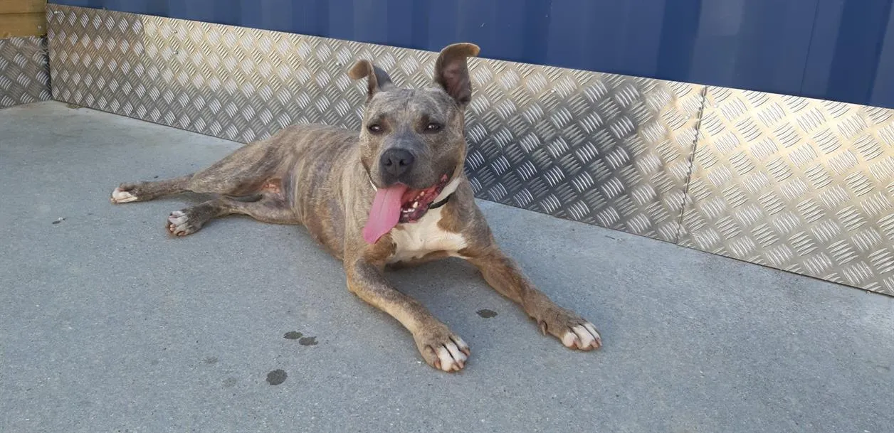 À l'adoption : Mademoiselle