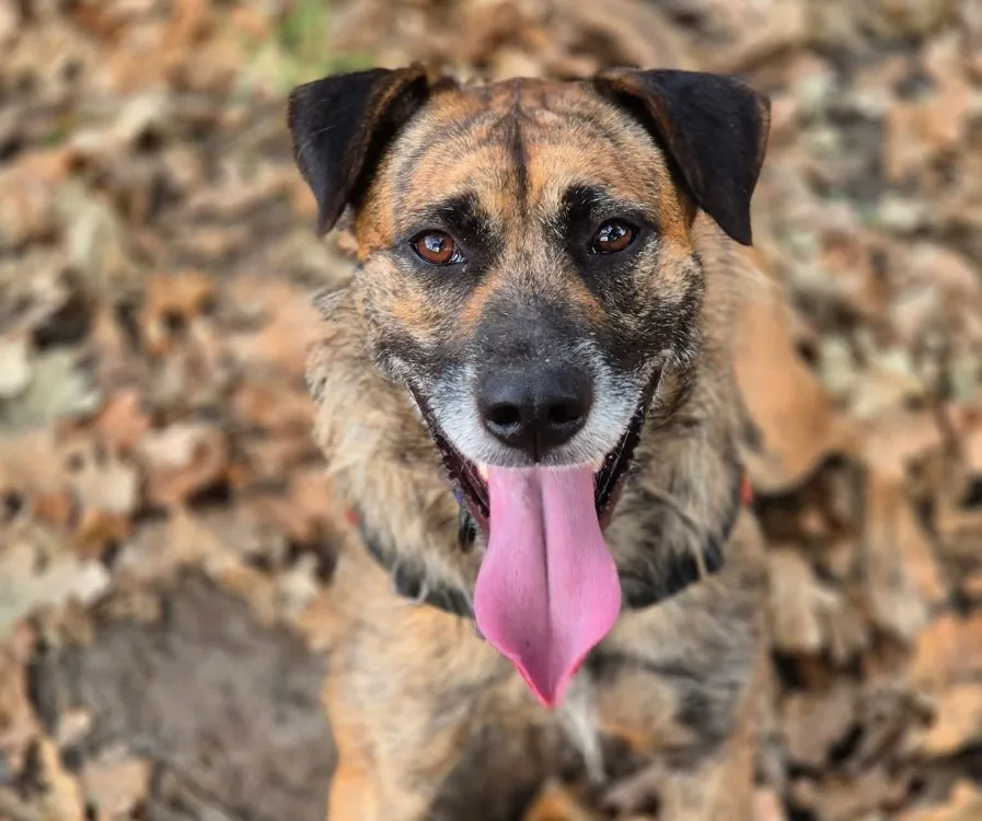 À l'adoption : Ucky