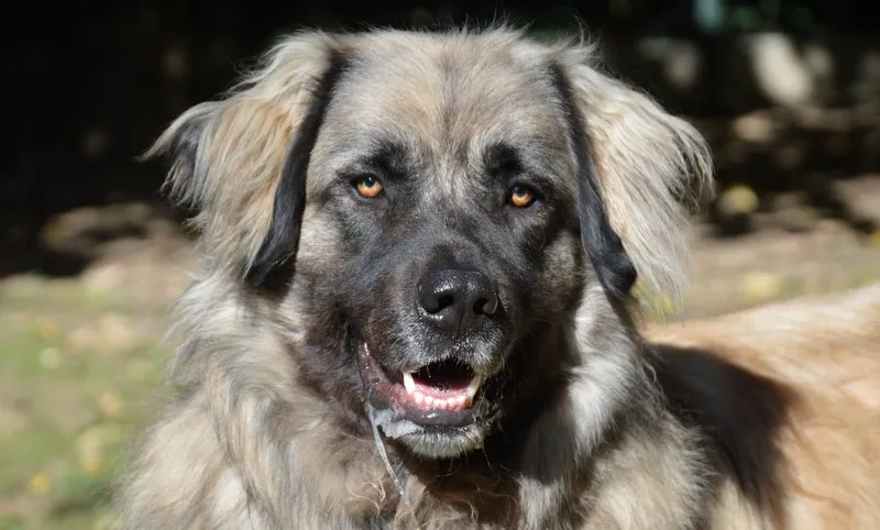 À l'adoption : Simba Chao