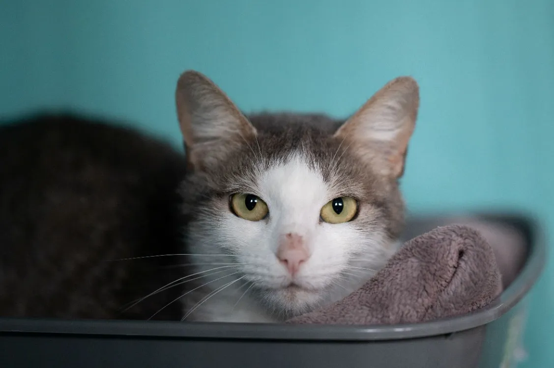 À l'adoption : Gardenia