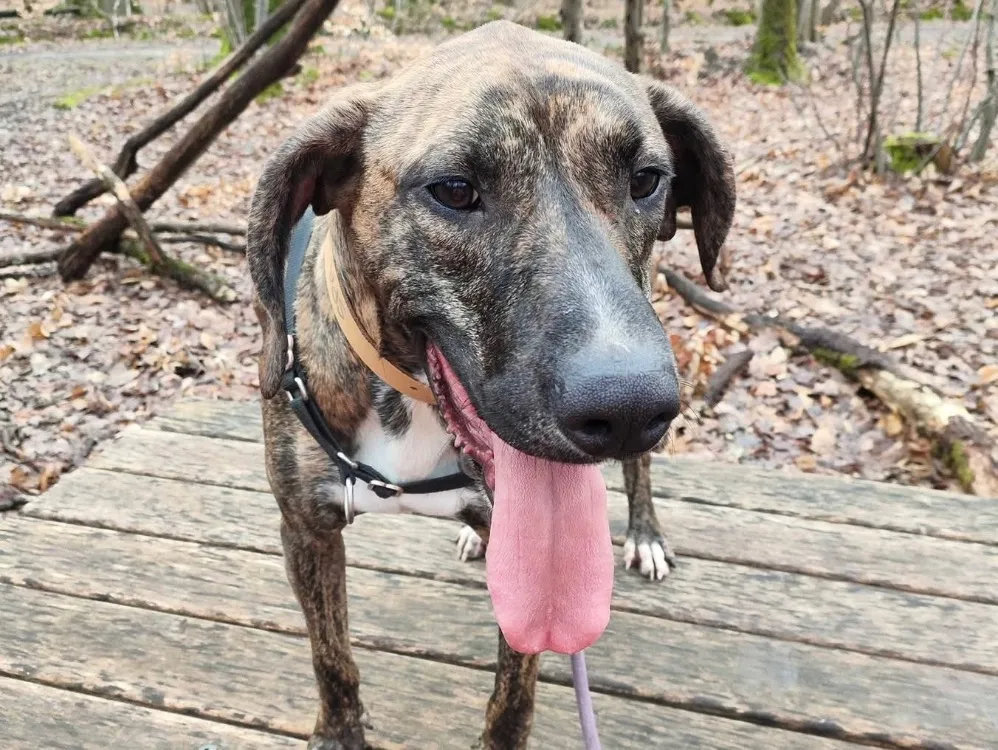 À l'adoption : Banzaï